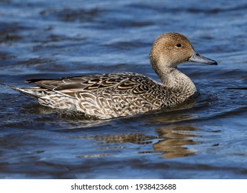 Female Northern Pintail Swimming River Spring Stock Photo 1938423688 ...