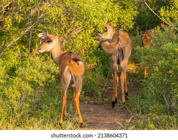 Female Nyala Antelope in Hluhluwe National Park Nature Reserve South Africa