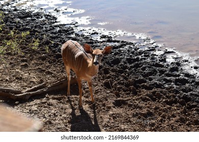 female nyala antelope looking up at bank of watering hole