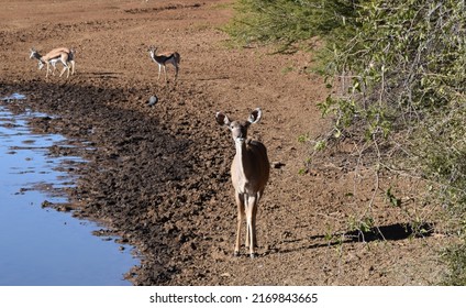 female nyala antelope at watering hole with springbok in background