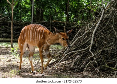 Female Nyala looking tentatively at a suspect noise