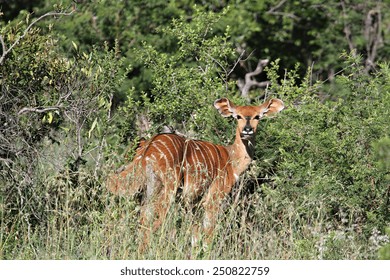 A Female Nyala Stands In The Bush In An African Game Reserve.