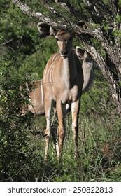 A Female Nyala Stands In The Bush In An African Game Reserve.