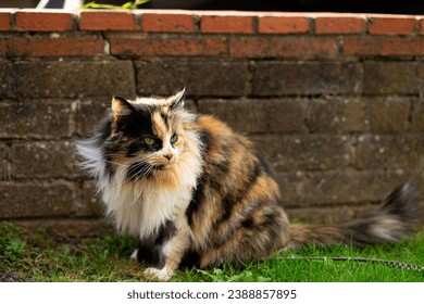 Female older calico cat with black white orange and brown long fluffy fur green eyes on a lead leash sitting on yard earth grass outside brick wall English home summertime shrub bush collar hedge path
