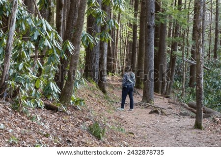 female on a hiking trail surrounded by tall trees and rhododendron during late fall. 