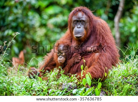 A female of the orangutan with a cub in a native habitat. Rainforest of Borneo.