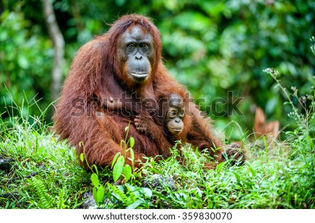 A female of the orangutan with a cub in a native habitat. Bornean orangutan (Pongo o pygmaeus wurmmbii) in the wild nature.Rainforest of Island Borneo. Indonesia.