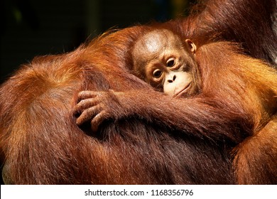 Female orangutan and her baby in the rainforest	