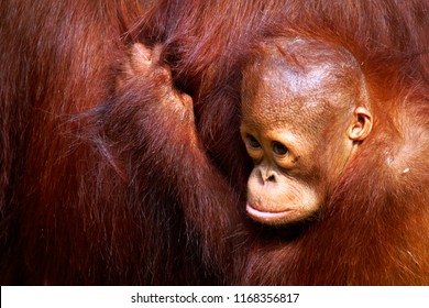 Female orangutan and her baby in the rainforest	