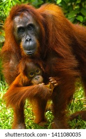 Female orangutan with her baby in the rainforest of borneo 