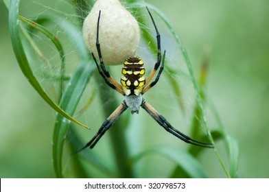 Female orb weaver spider with large egg sac