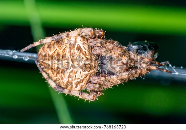 Female Orbweaver Hentz Spotted Orbweaver Barn Stock Photo Edit