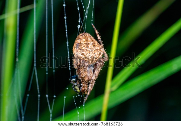 Female Orbweaver Hentz Spotted Orbweaver Barn Stock Photo Edit