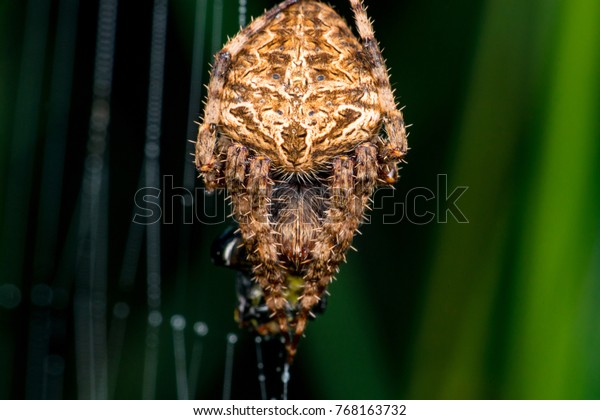 Female Orbweaver Hentz Spotted Orbweaver Barn Stock Photo Edit