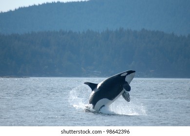 A female orca breaches in the Pacific Northwest.