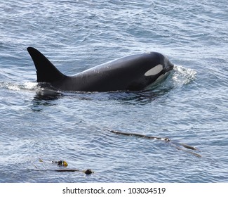 A Female Orca Known As J28 Or 