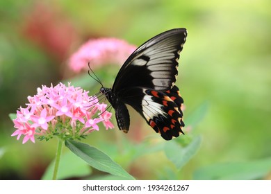 Female Orchard Swallowtail butterfly feeding on a pink flower