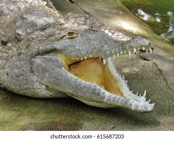 Female Orinoco Crocodile