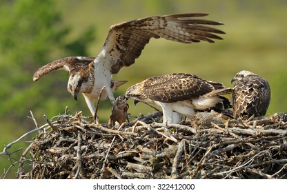 Female Osprey brought the fish for young osprey birds