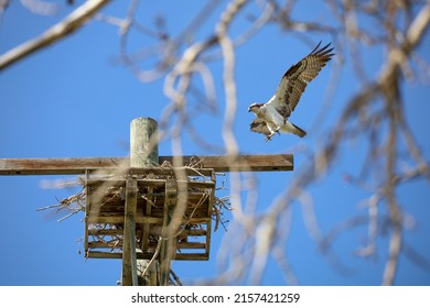 Female Osprey Coming Back To Her Nest