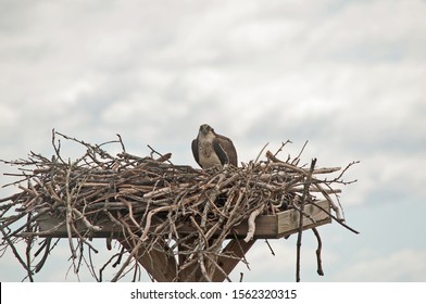 Female Osprey In Her Nest.