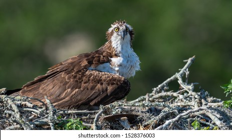 A Female Osprey On Her Nest.