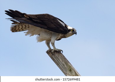 A Female Osprey On A Perch.