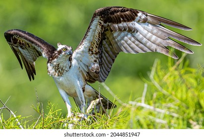 Female Osprey With Open Wings