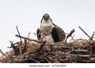 A Female Osprey Perched In Her Nest.