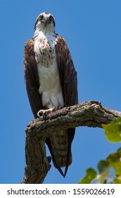 A Female Osprey Perched On A Branch.