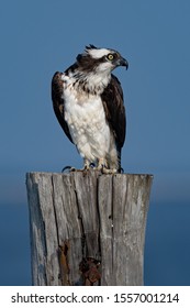 A Female Osprey Perched On A Piling.