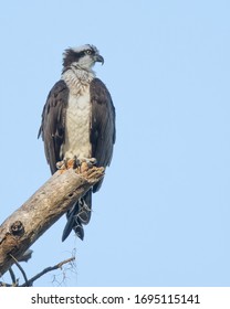 A Female Osprey Waits For Her Male.