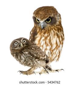 female owl and a owlet in front of a white background (is not the same species)