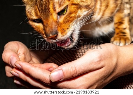 Female owner feeds a Bengal cat sitting on her lap. Hunger domestic pet eat with his hands on a dark black background of the house.