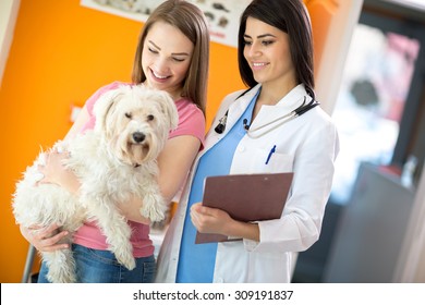 Female Owner With Her Beautiful Maltese Dog And Veterinarian At Vet Ambulant