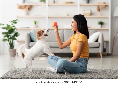 Female owner playing with joyful dog at home, happy young asian woman enjoying ball games with her cute fluffy jack russel terrier puppy, side view, copy space. Playing with dog concept - Shutterstock ID 2048143424