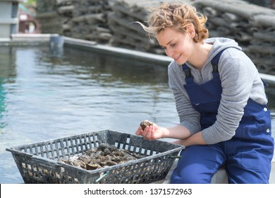 female oyster farmer washing oysters in basket