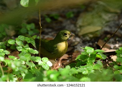 115 Female painted bunting Images, Stock Photos & Vectors | Shutterstock