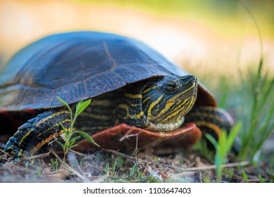 female painted turtle close up with soft focus background - Powered by Shutterstock - Get 15% off with code: PIKWIZARD15