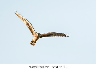 Female Pallid Harrier (Circus macrourus) hunting over Yotvata fields, Israel - Shutterstock ID 2263894383