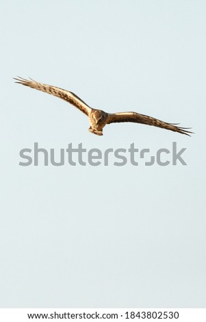 Similar – Awesome bird of prey in flight