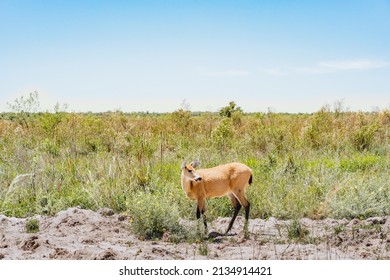 Female pampas deer (Ozotoceros bezoarticus) looks at the side in the grasslands of Ibera, Argentina. The pampas deer were reintroduced to Iberá after that the destruction of its habitat.