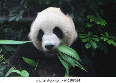 Female panda is eating bamboo leaves