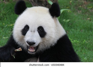 Female Panda Eating Bamboo Stick Stock Photo 650340484 | Shutterstock