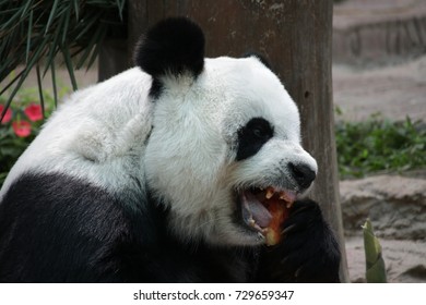 Female Panda Eats Red Apple Stock Photo 729659347 | Shutterstock