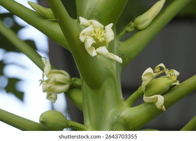 Female Papaya tree flower during fruiting season 