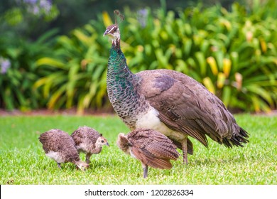 Female Peacock with baby