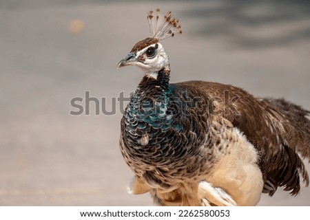 Female peacock in the desert zoo