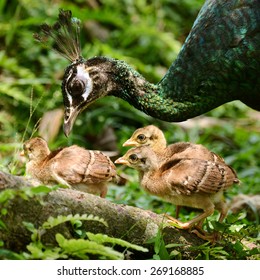 Female Peacock with group of newborn baby