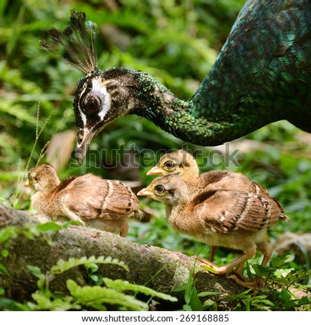 Similar – Image, Stock Photo Mother and Baby Muscovy ducklings Cairina moschata